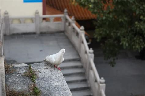 家裡門檻不能踩|【門檻為什麼不能踩】揭開寺廟門檻秘密：為何不可踩踏？禁忌與。